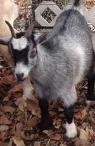 Baby goat at petting zoo